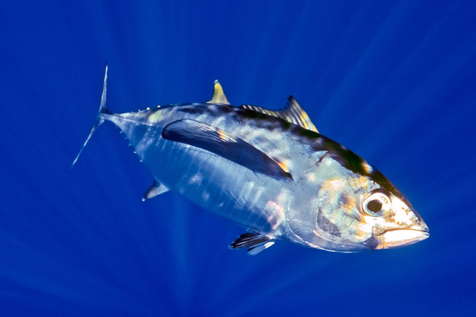 Climate-altered' Pacific could see conflict between tuna fishing