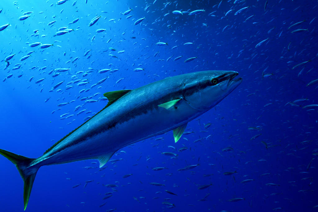 A yellow fin tuna swims among a school of sardines in the clear blue waters of Mexico.