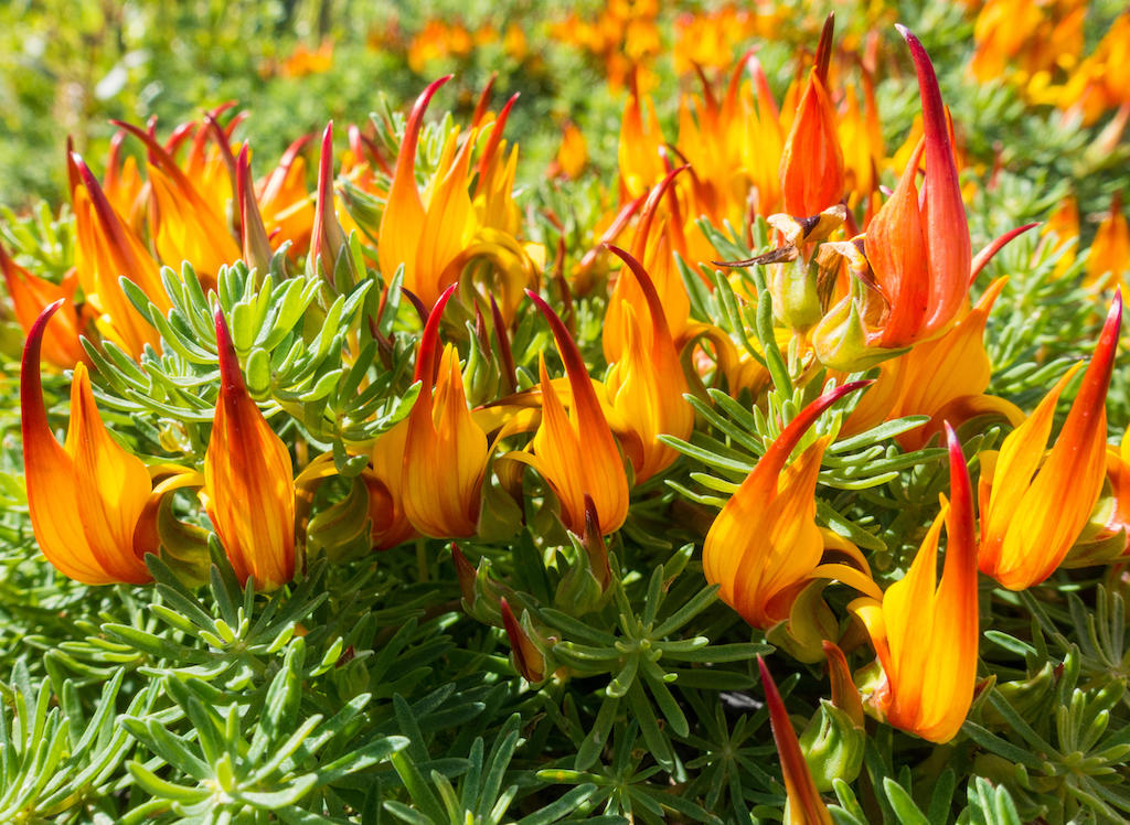 Lotus maculatus (known as “pico de El Sauzal” in Spanish) is a critically endangered plant, endemic to the island of Tenerife in the Canary Islands, Spain.