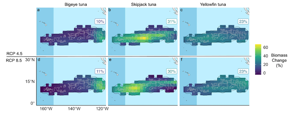 Percentage change in tuna biomass by the mid-21st century (average over 2044-53) relative to present (average over 2009-18) in the CCZ, under RCP4.5 (top) and RCP8.5 (bottom). 