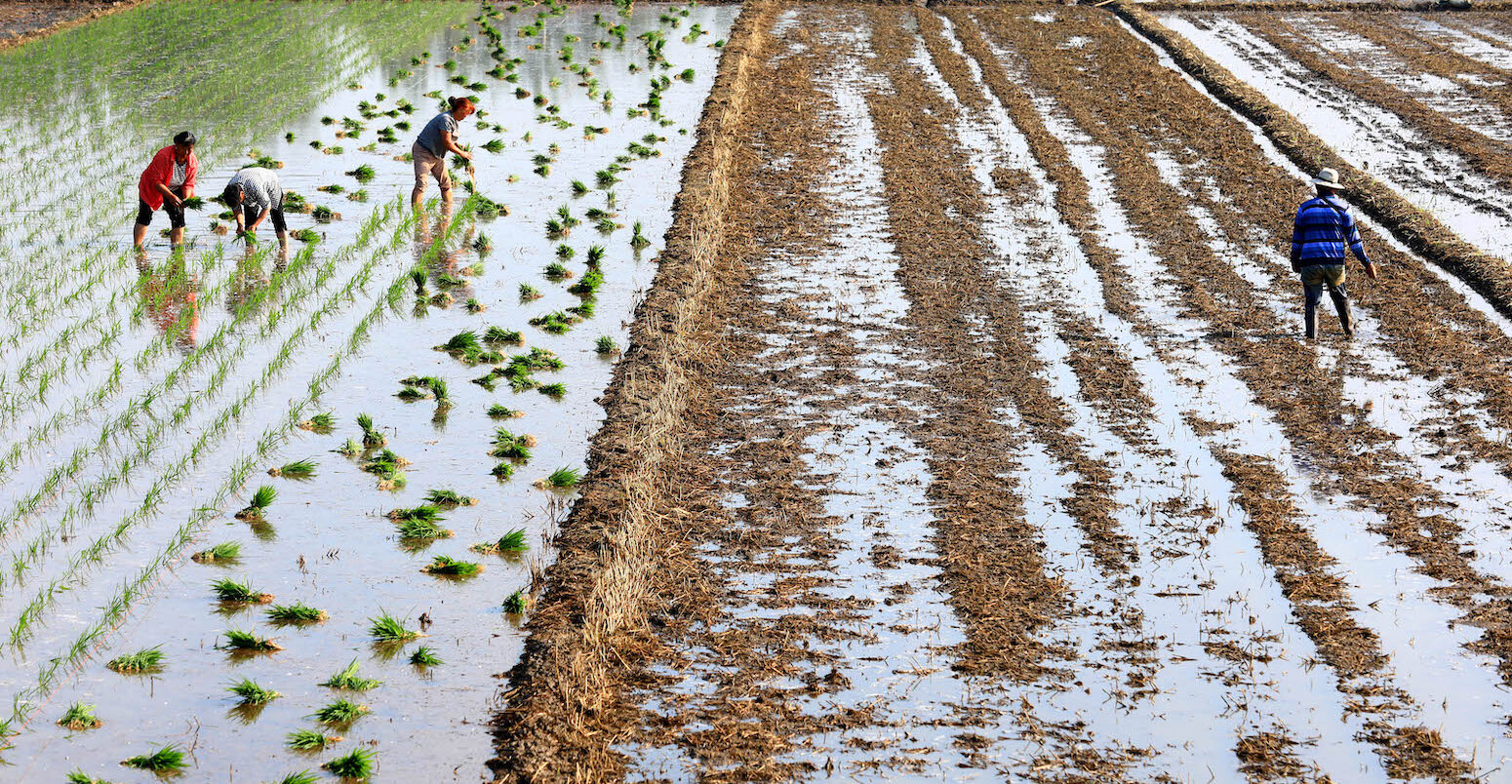 Villagers transplant and water rice fields in Huai'an City, Jiangsu Province.