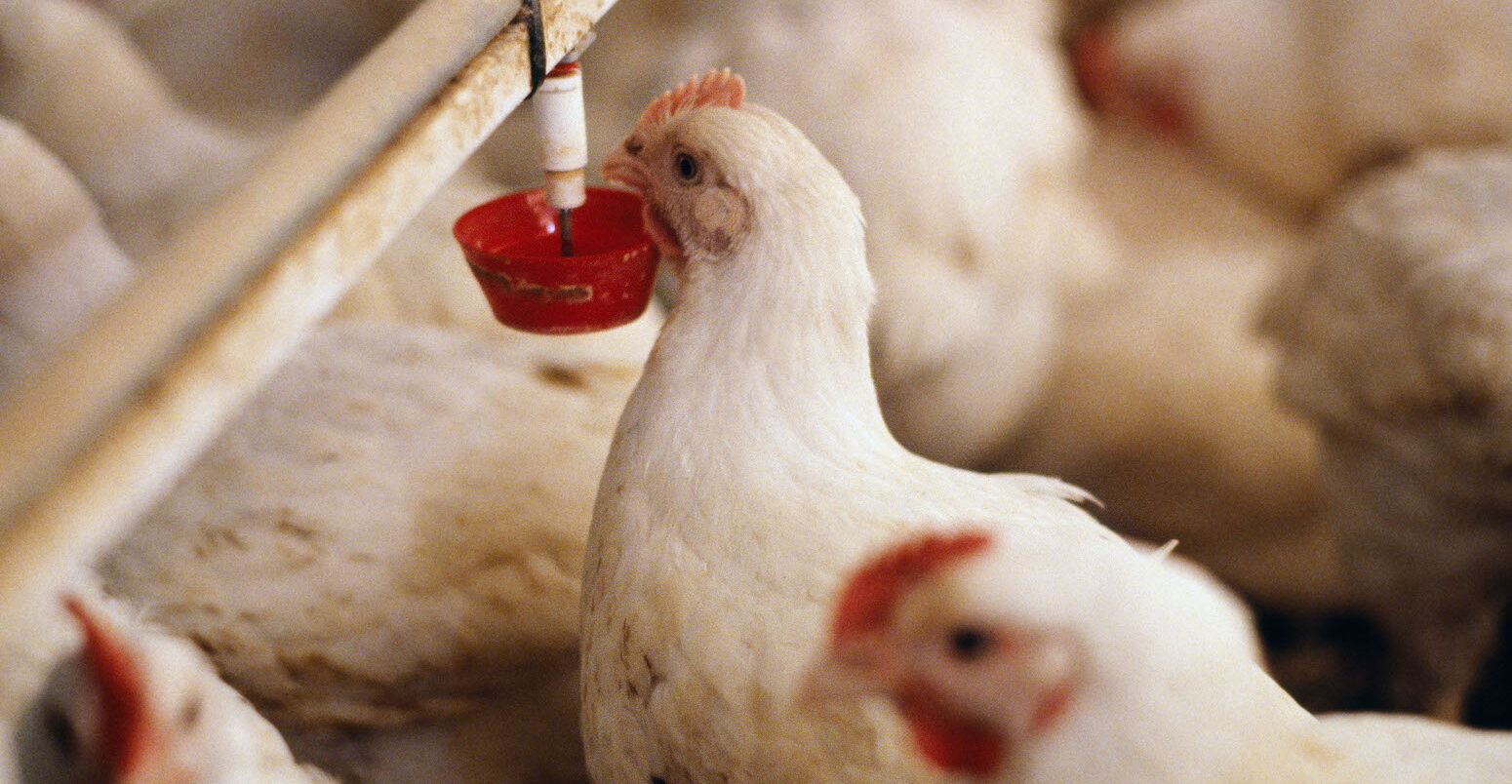 Broiler chickens in a hen house.