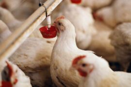 Broiler chickens in a hen house.
