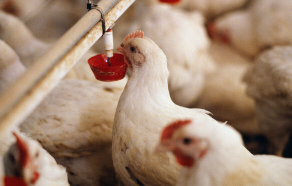 Broiler chickens in a hen house.