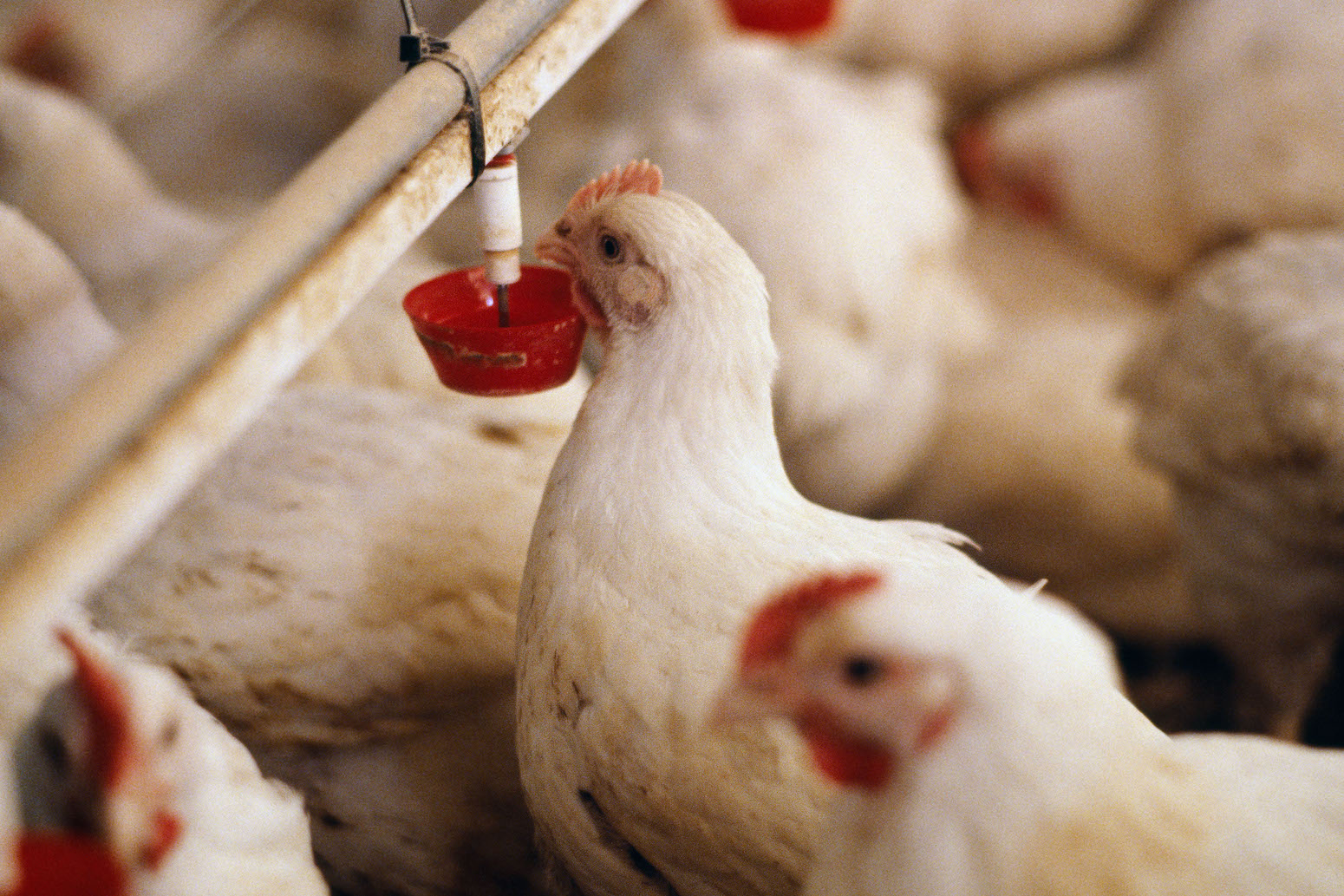 Revealed Thousands of chickens in transit died from heat stress on day