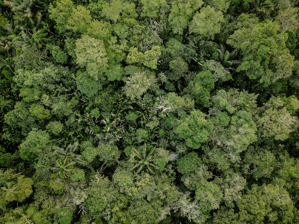 A drone shot of the Amazon forest. 