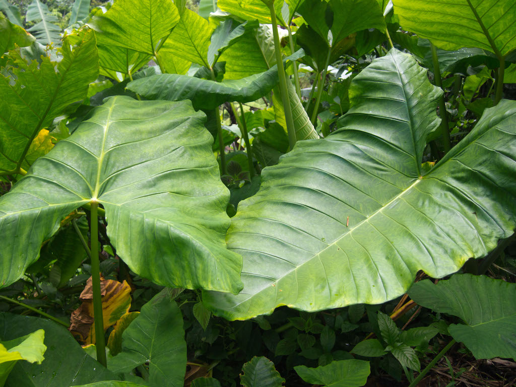 Giant Elephant Ear leaves in the El Yunque Rainforest in Puerto Rico in 2013. 