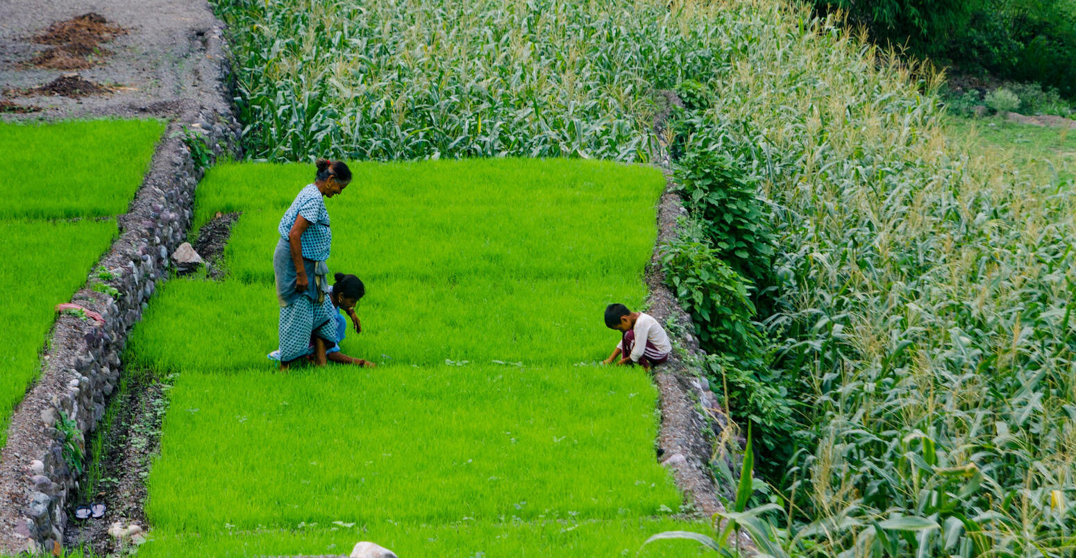 A woman with her grandchildren in a field at Shivpuri, Uttarakhand.