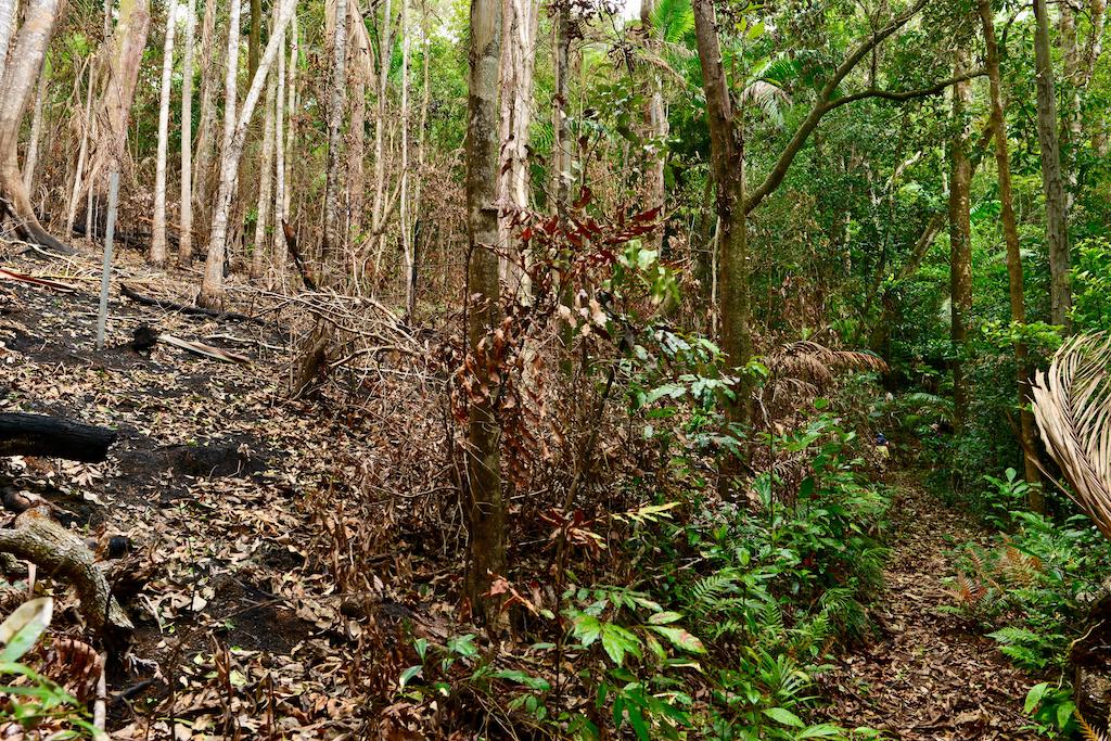 Are Tropical Forests Getting Too Hot?