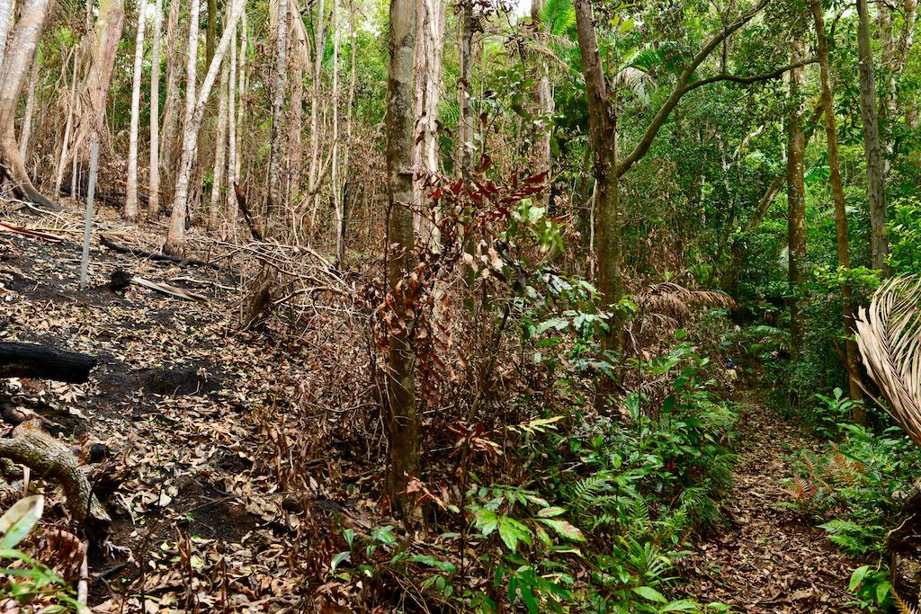 The wishing pool circuit, a short rainforest walk in Eungella National Park, Queensland.