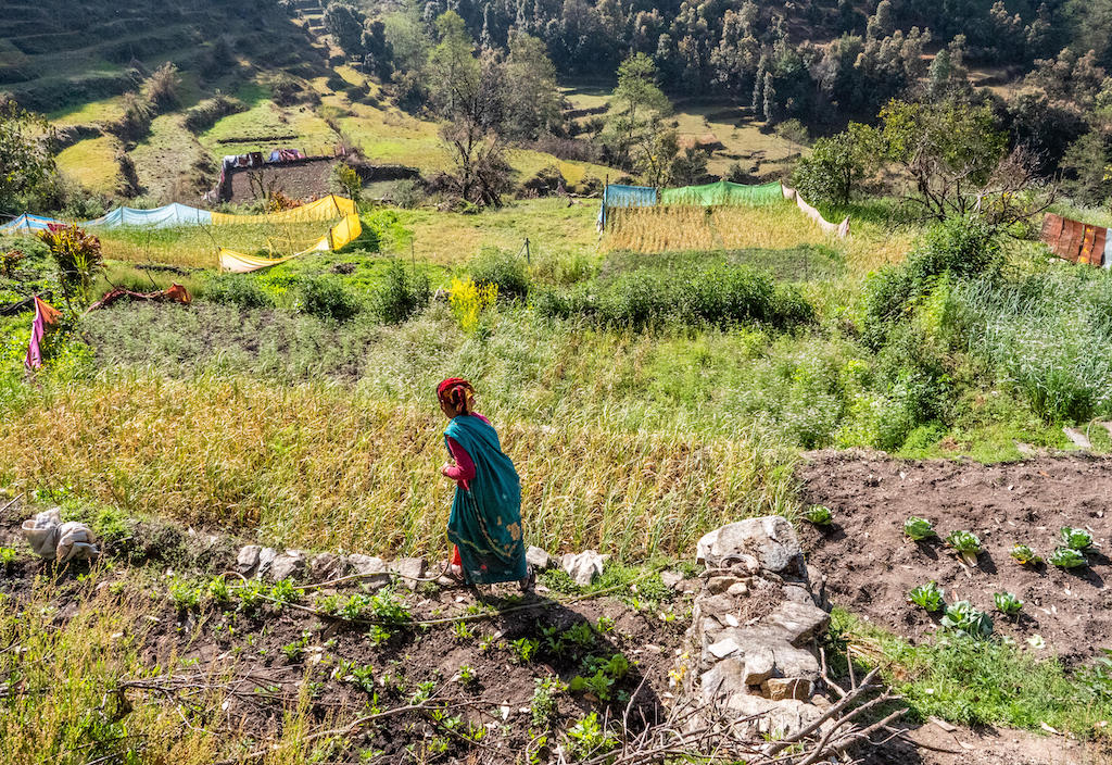 A woman watering her vegetables in terraced fields in the village of Risal high in the hills of Binsar in Uttarakhand. 