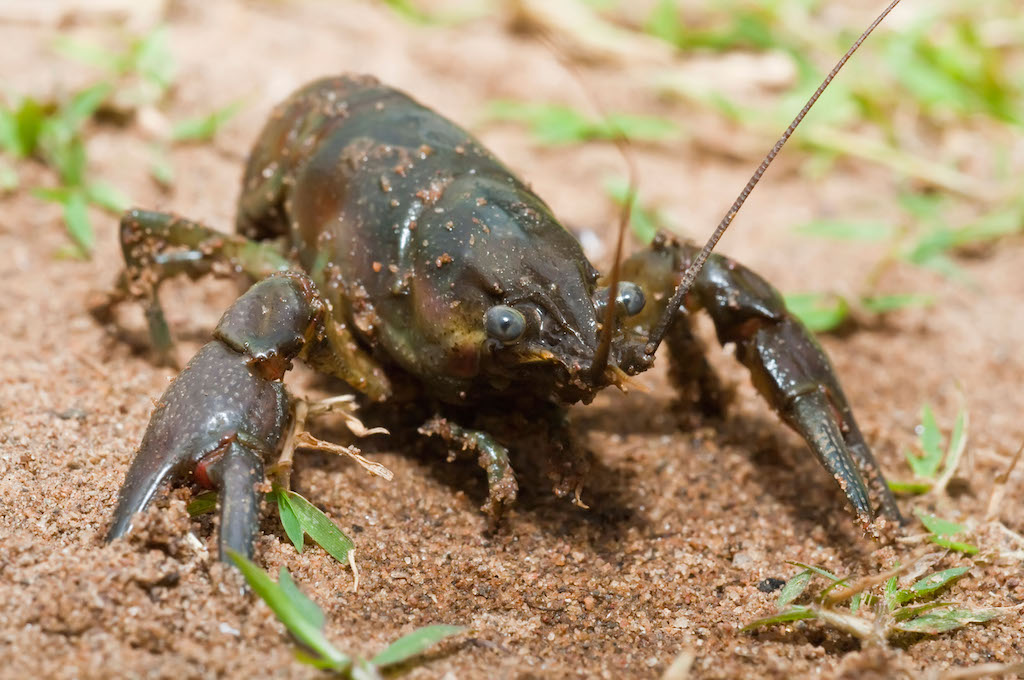 A rusty crayfish on the banks of the Kettle River in Minnesota, US. 