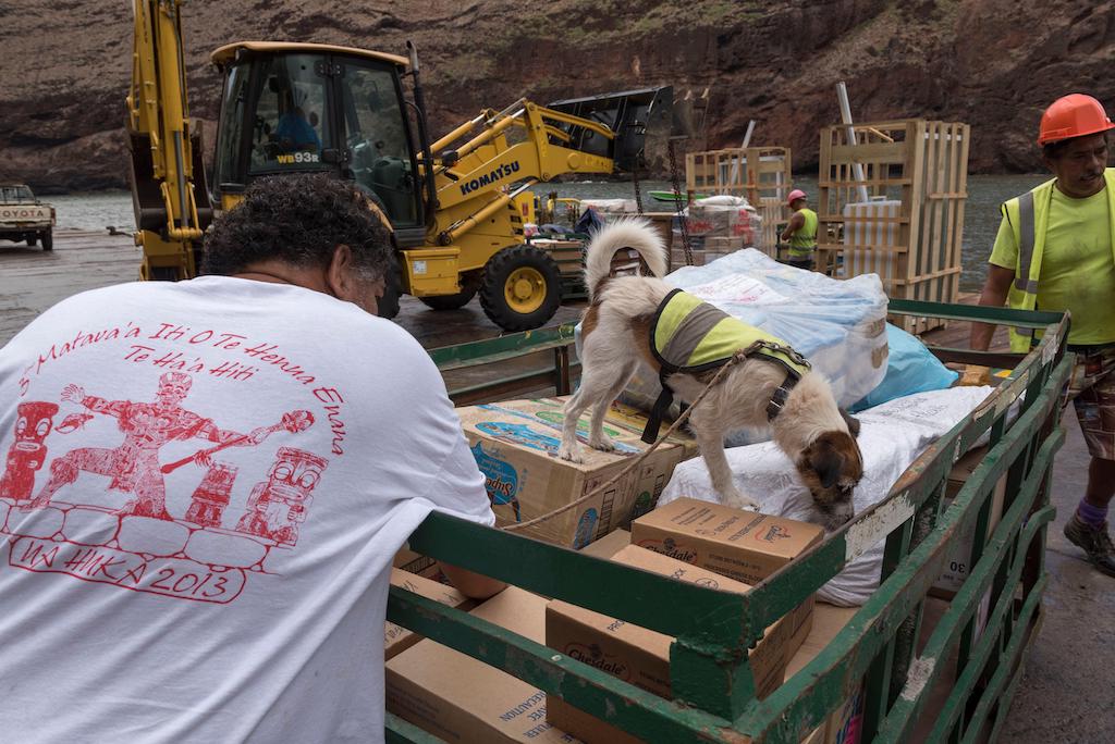 A specially trained dog sniffs merchandise arriving at Ua Huka island in French Polynesia, as part of continuing vigilance to keep the island rat-free and protect endangered local species such as the ultramarine lorikeet. 