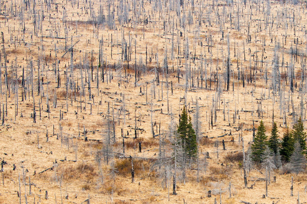 A patch of damaged forest near Anchorage in Alaska after a wildfire, 2015. Image ID: T67KR3.