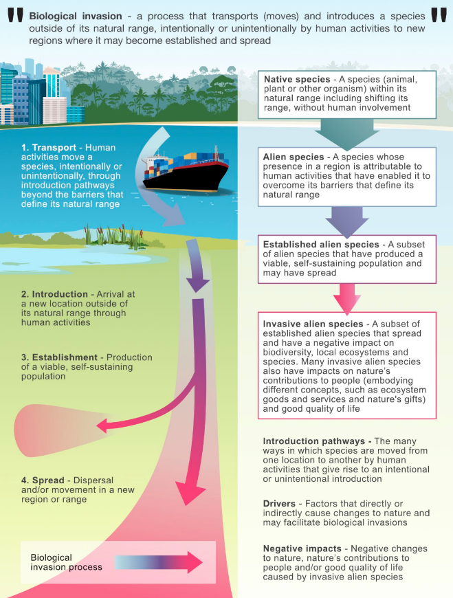A graphic explaining several technical terms used in the IPBES invasive alien species report. 