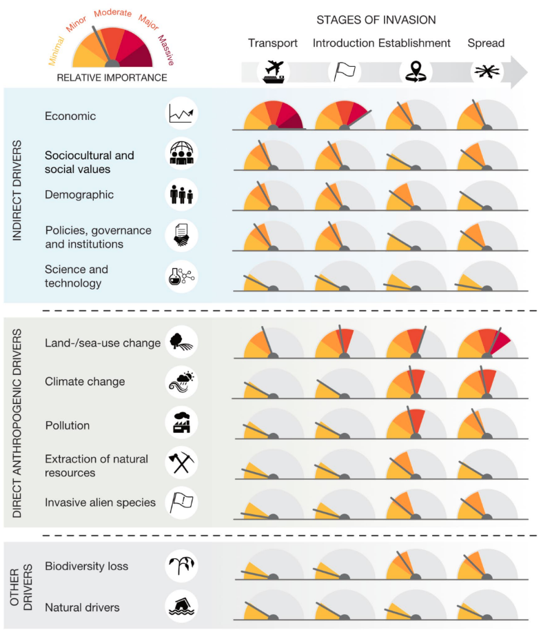 Relative importance of different drivers in facilitating biological invasions across biomes during their transport, introduction, establishment and spread.