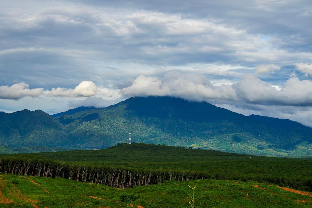 A rubber plantation in south Thailand. Image ID: 2PYH97C