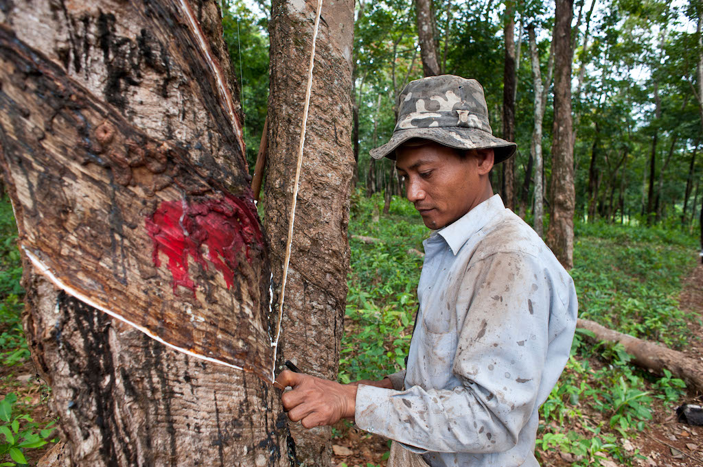 A farmer cutting a rubber tree with a specific knife in a plantation in Cambodia’s Ratanakiri province.