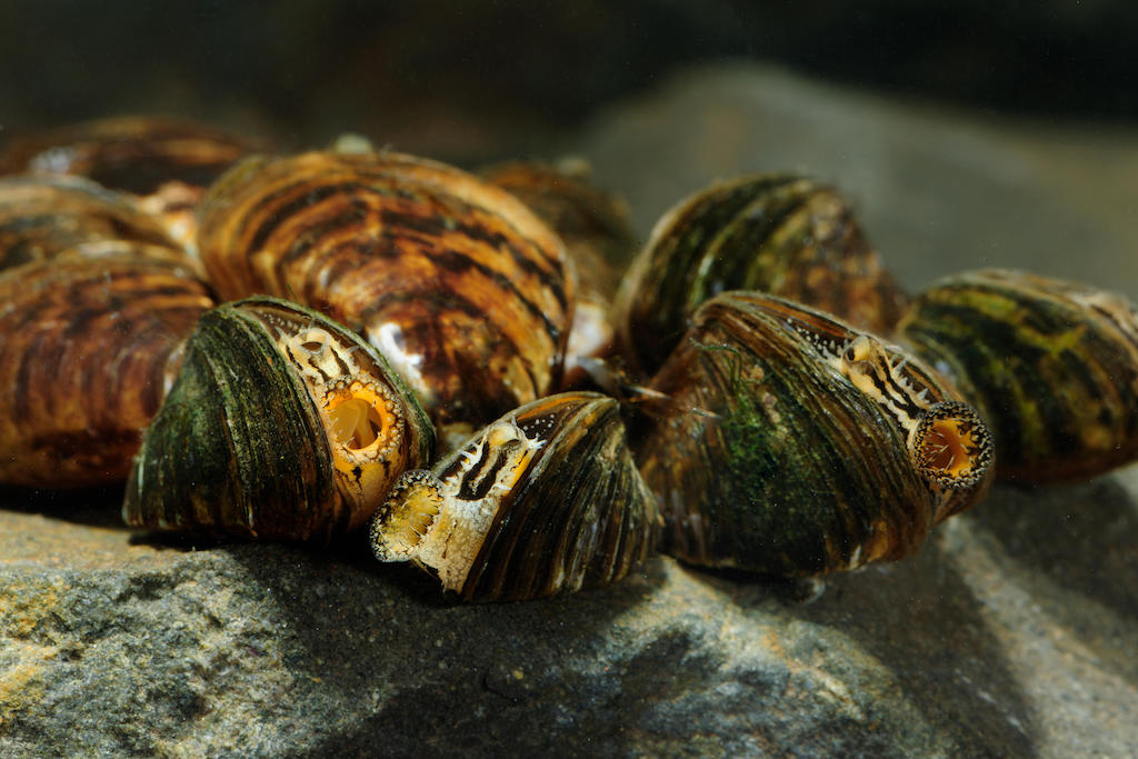 Zebra Mussels in lower Lough Erne, county Fermanagh, Northern Ireland.