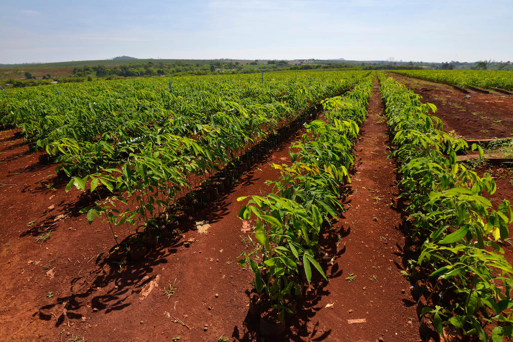 Newly planted rubber trees after previous deforestation in Banlung, Cambodia.