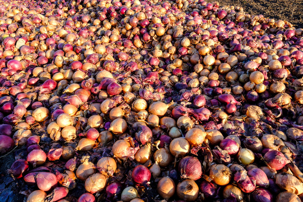 Discarded white and red onions left to rot on a farm field in the Region of Lambton Shores, Southwest Ontario, Canada in 2017. Image ID: HHB4KC