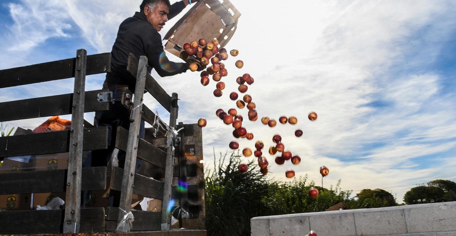 Rotted fruit dumped into a composter in Ontario, California in 2018. Image ID: R9FM98.