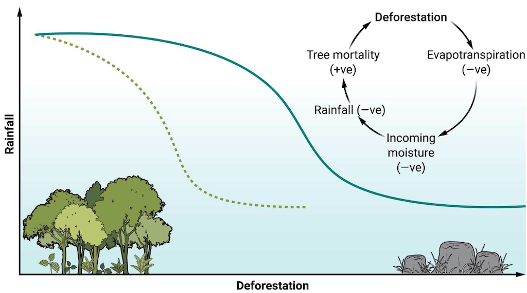 The link between deforestation and rainfall in models with (dashed line) and without (solid line) coupled atmosphere-vegetation dynamics.