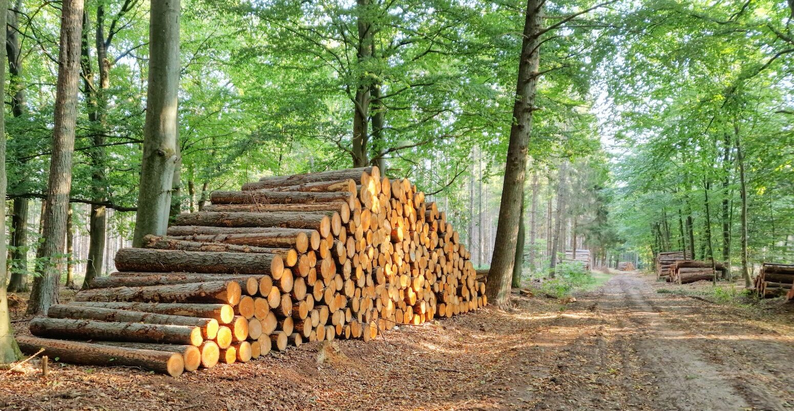 Stacked coniferous tree trunks in a forest in Drenthe, Netherlands.