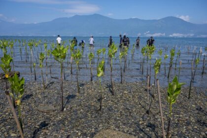 Volunteers plant seedlings in a mangrove conservation area on Dupa Beach, Indonesia in 2021.