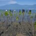 Volunteers plant seedlings in a mangrove conservation area on Dupa Beach, Indonesia in 2021.