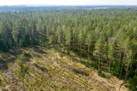 Aerial view of a forest.