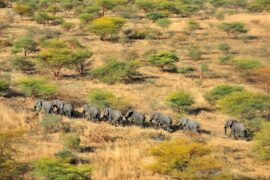 Elephants in the Savanna, South Sudan.