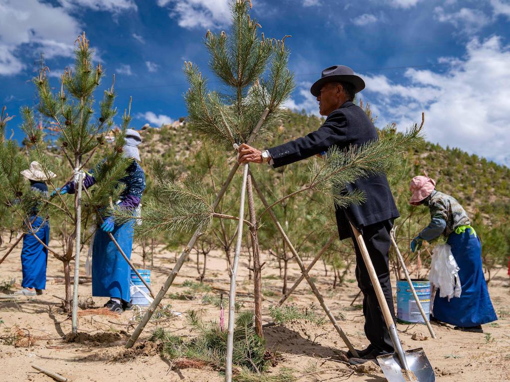 Workers plant trees at the afforestation area by the Yarlung Zangbo River in China's Tibet Autonomous Region.