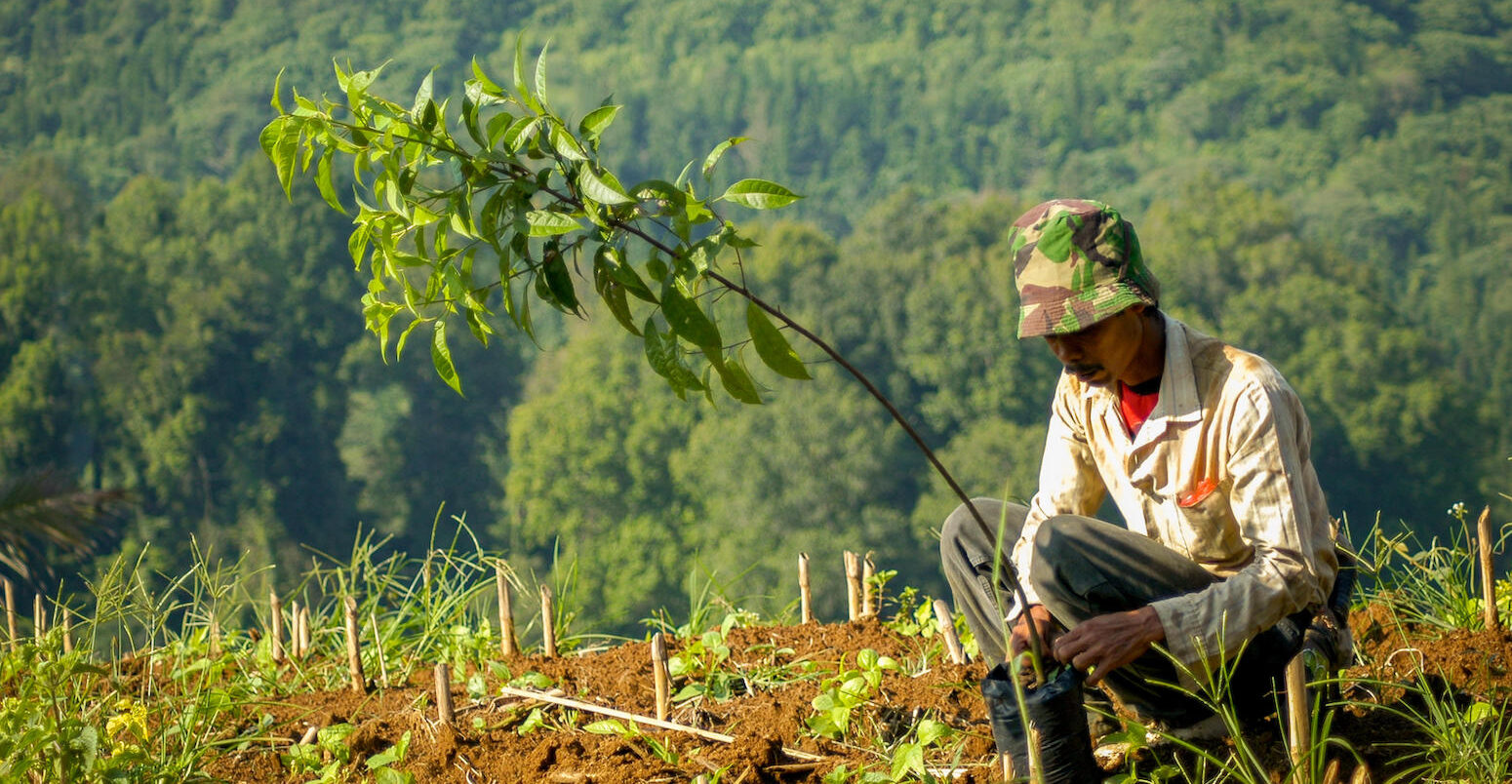 A worker prepares for tree planing in Mount Gede Pangrango National Park, Indonesia.