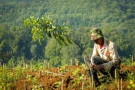 A worker prepares for tree planing in Mount Gede Pangrango National Park, Indonesia.
