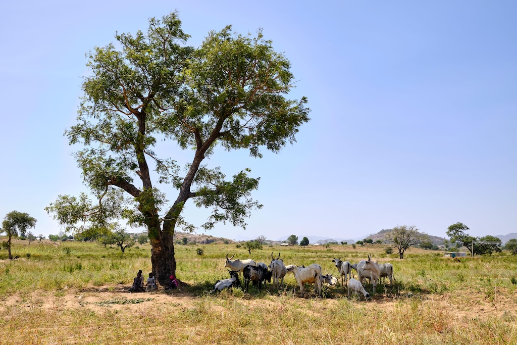 Cattle in the shade of a tree in Nigeria.