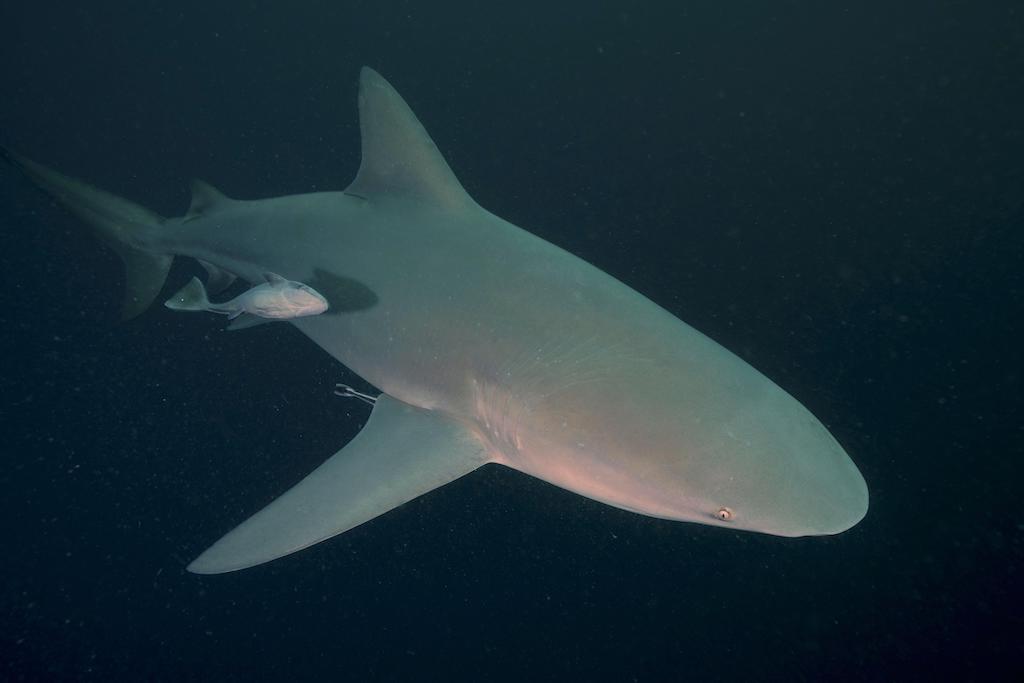 Bull shark (Carcharhinus leucas) at the Protea Banks dive site in Margate, KwaZulu Natal, South Africa.