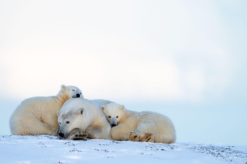 A mother polar bear with two cubs.