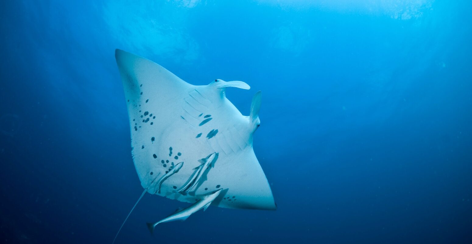 Manta ray, South Africa. Credit: Martin Strmiska / Alamy Stock Photo. Image ID: BK6NAT.