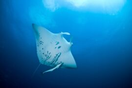 Manta ray, South Africa. Credit: Martin Strmiska / Alamy Stock Photo. Image ID: BK6NAT.