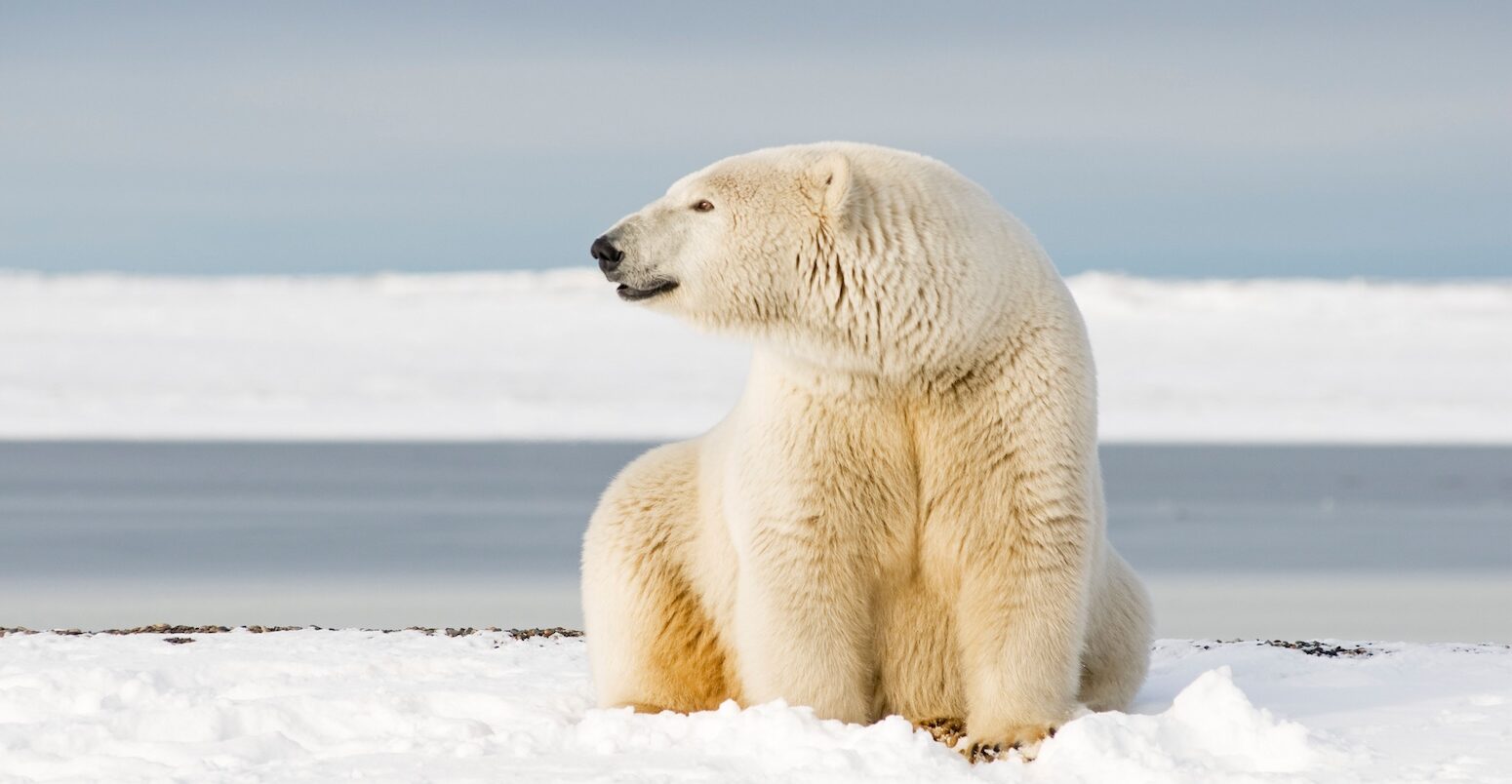 Polar bear in Barter Island, Alaska, US.