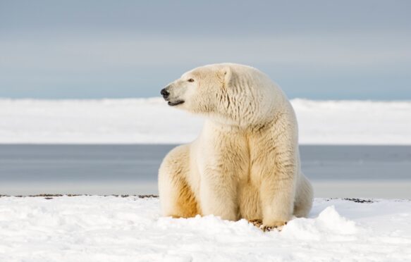 Polar bear in Barter Island, Alaska, US.