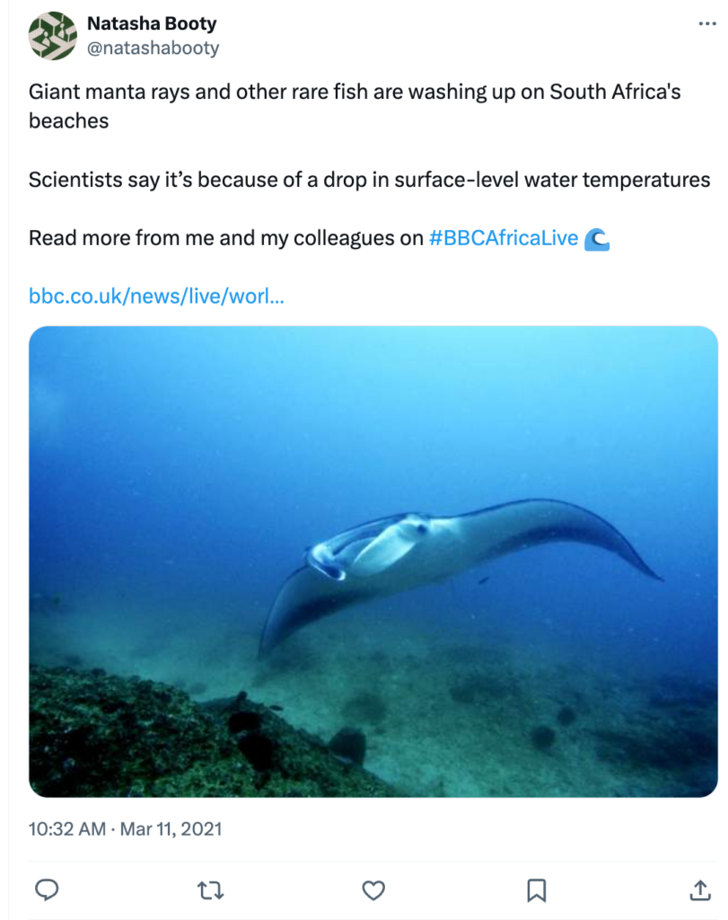 Natasha Booty on X: Giant manta rays and other rare fish are washing up on South Africa's beaches

