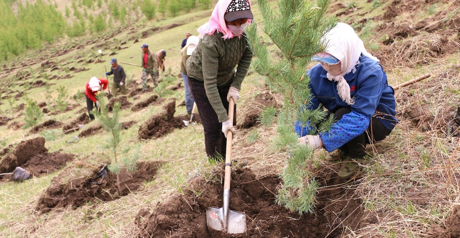 Tree planting on China's border with Mongolia.