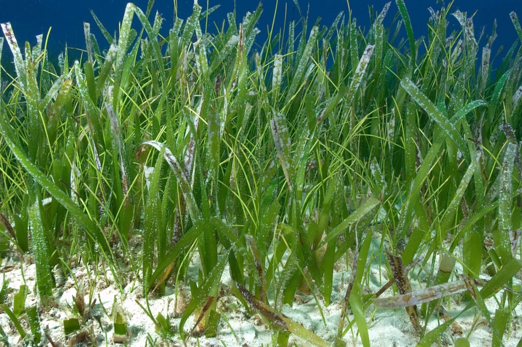 Turtle grass (thalassia testudinum), The Bahamas.