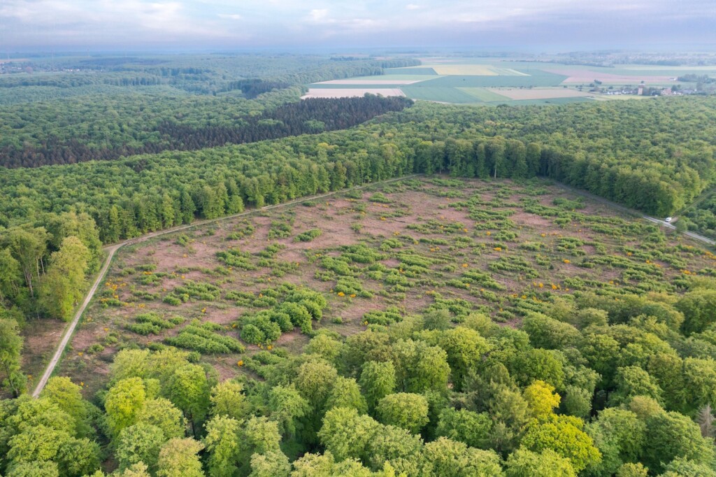 Aerial view of a forest in France.