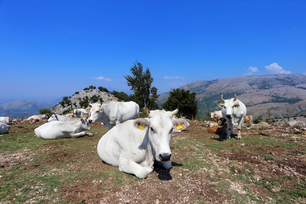 Grazing cows on Monte Sambucaro, Italy.