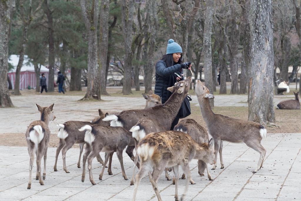 Deer feeding in Japan.
