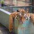 A tiger at the Chattogram Zoo in Bangladesh finds some respite from the searing heat in Bangladesh.