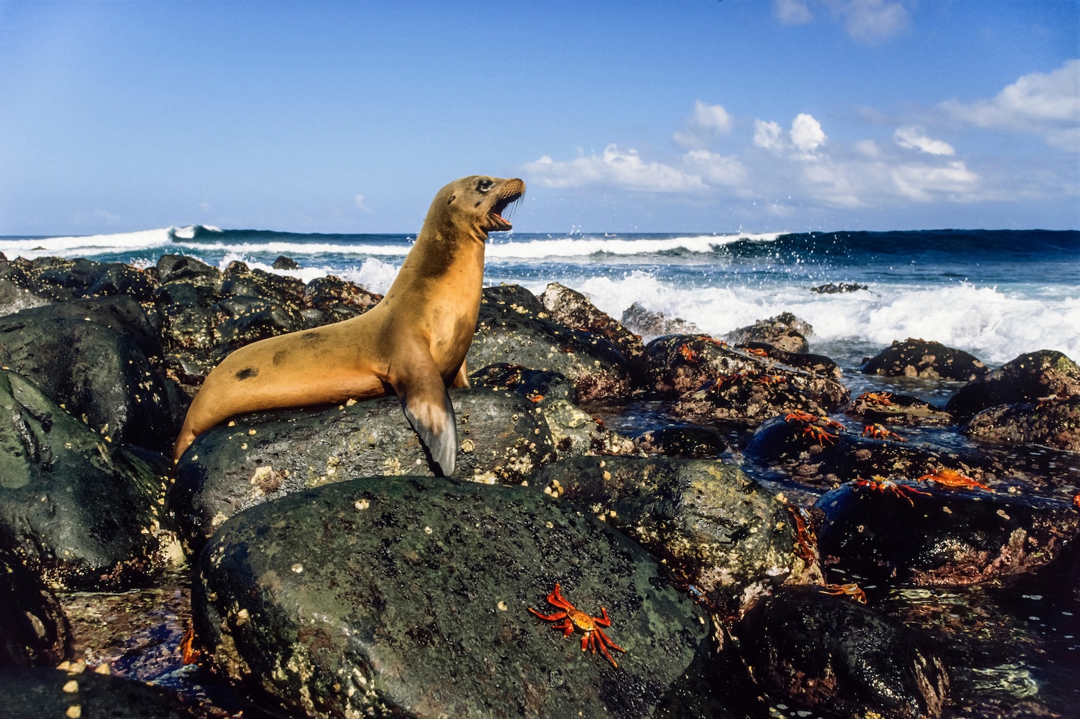 Q&A: Can debt-for-nature ‘swaps’ help tackle biodiversity loss and climate change? Q&A: Can debt-for-nature ‘swaps’ help tackle biodiversity loss and climate change?